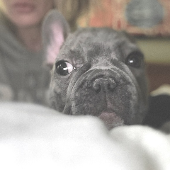 meet Stitch, the stud 🐾 - Picture 3 of 12